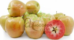 Яблоня красномясая Хидден Роуз 